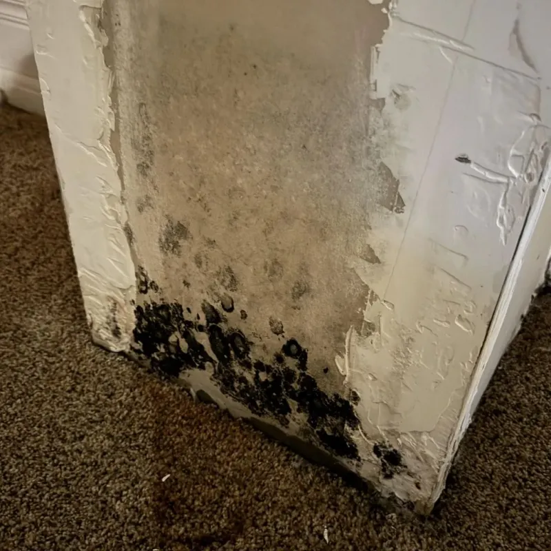 Professional Mold Removal in Troy, ME